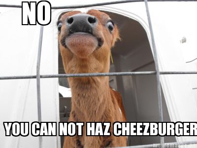 no-you-can-not-haz-cheezburger7