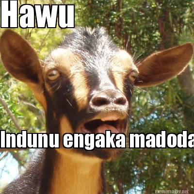hawu-indunu-engaka-madoda5