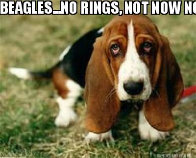beagles...no-rings-not-now-not-ever