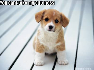 you-cant-take-my-cuteness