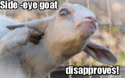 side-eye-goat-disapproves