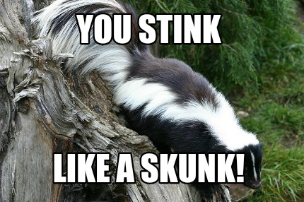 you-stink-like-a-skunk