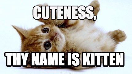 cuteness-thy-name-is-kitten