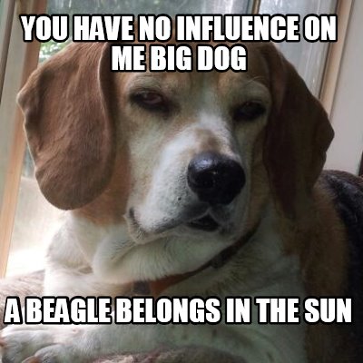 you-have-no-influence-on-me-big-dog-a-beagle-belongs-in-the-sun