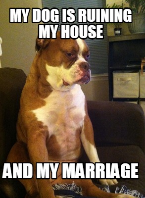 my-dog-is-ruining-my-house-and-my-marriage