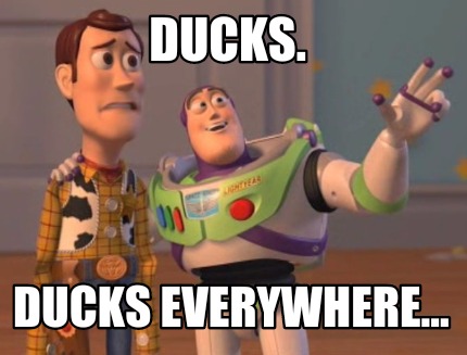 ducks.-ducks-everywhere