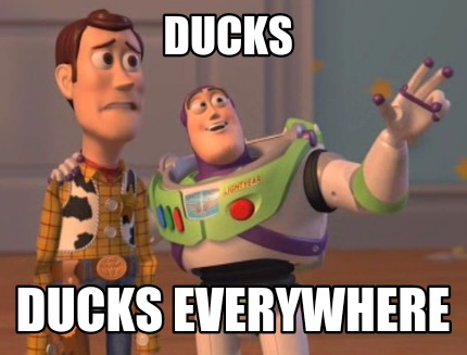 ducks-ducks-everywhere30