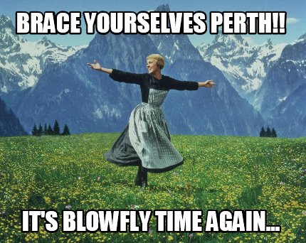 brace-yourselves-perth-its-blowfly-time-again