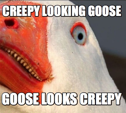 creepy-looking-goose-goose-looks-creepy