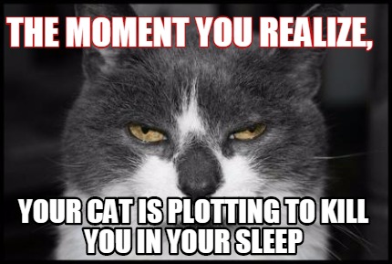 the-moment-you-realize-your-cat-is-plotting-to-kill-you-in-your-sleep