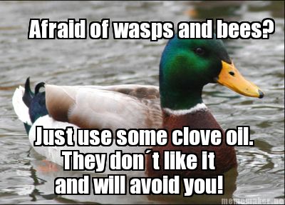 afraid-of-wasps-and-bees-just-use-some-clove-oil.-they-dont-like-it-and-will-avo