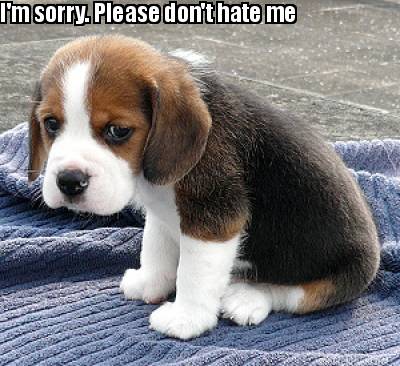 im-sorry.-please-dont-hate-me