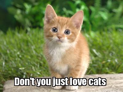 Meme Maker Don T You Just Love Cats Meme Generator