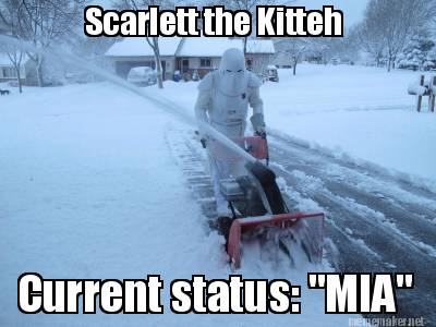 scarlett-the-kitteh-current-status-mia