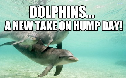 dolphins...-a-new-take-on-hump-day