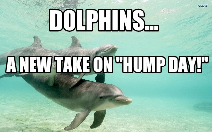 dolphins...-a-new-take-on-hump-day3