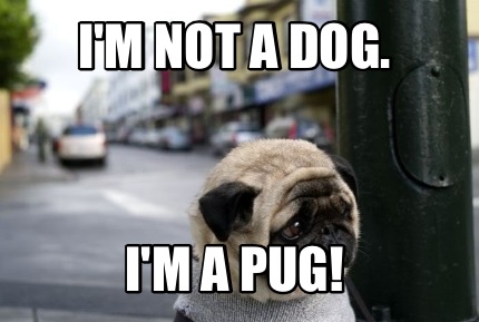 im-not-a-dog.-im-a-pug