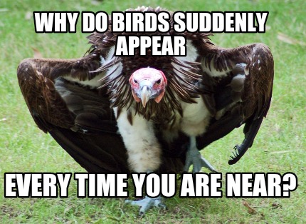 why-do-birds-suddenly-appear-every-time-you-are-near