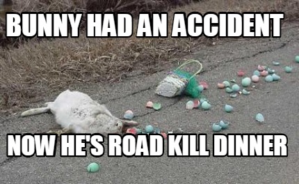 bunny-had-an-accident-now-hes-road-kill-dinner