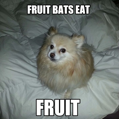 fruit-bats-eat-fruit