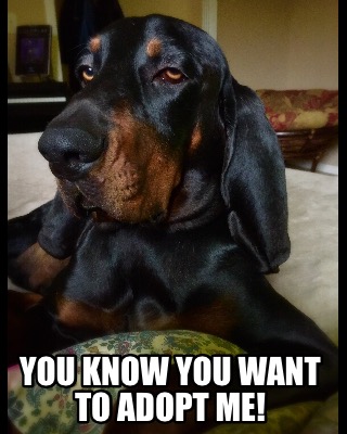 you-know-you-want-to-adopt-me