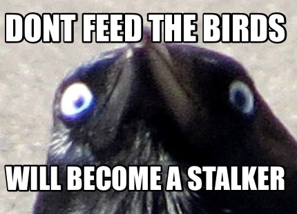 dont-feed-the-birds-will-become-a-stalker