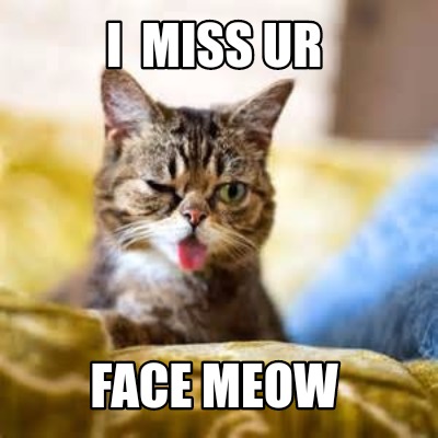 i-miss-ur-face-meow