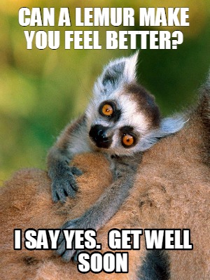 can-a-lemur-make-you-feel-better-i-say-yes.-get-well-soon