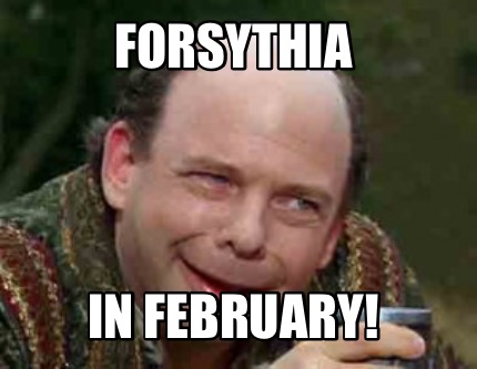 forsythia-in-february
