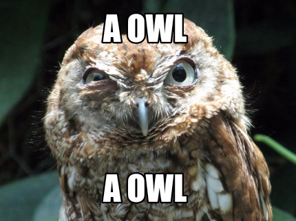a-owl-a-owl