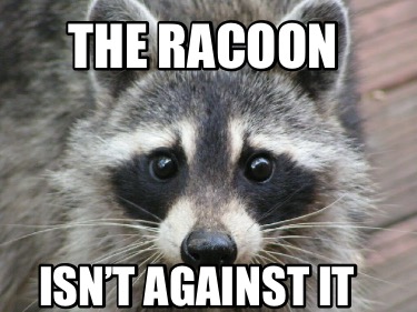 the-racoon-isnt-against-it