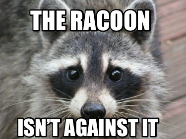the-racoon-isnt-against-it