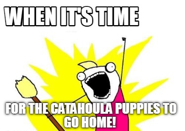 when-its-time-for-the-catahoula-puppies-to-go-home