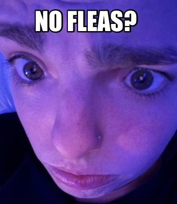no-fleas