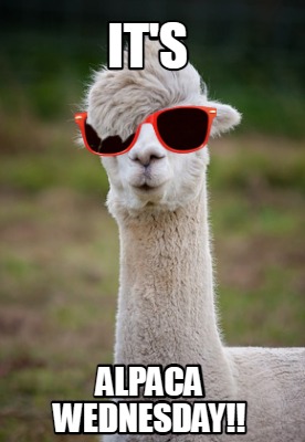 its-alpaca-wednesday