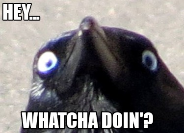 hey...-whatcha-doin
