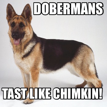 dobermans-tast-like-chimkin