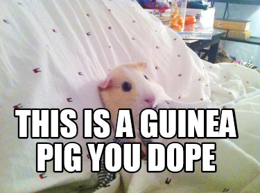 this-is-a-guinea-pig-you-dope