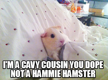 im-a-cavy-cousin-you-dope-not-a-hammie-hamster