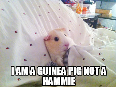 i-am-a-guinea-pig-not-a-hammie
