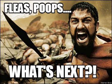 fleas-poops....-whats-next