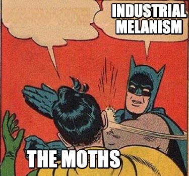 industrial-melanism-the-moths