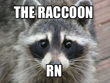 the-raccoon-rn
