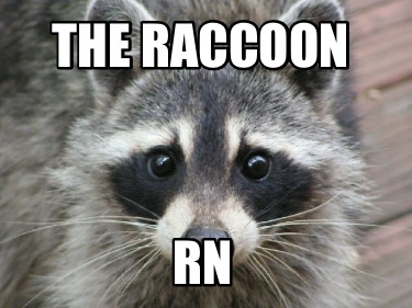 the-raccoon-rn