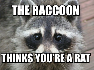 the-raccoon-thinks-youre-a-rat