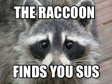 the-raccoon-finds-you-sus