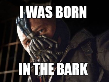 i-was-born-in-the-bark