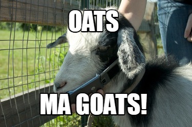 oats-ma-goats