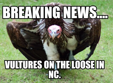 breaking-news....-vultures-on-the-loose-in-nc