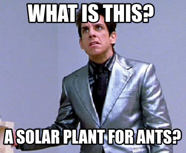 what-is-this-a-solar-plant-for-ants